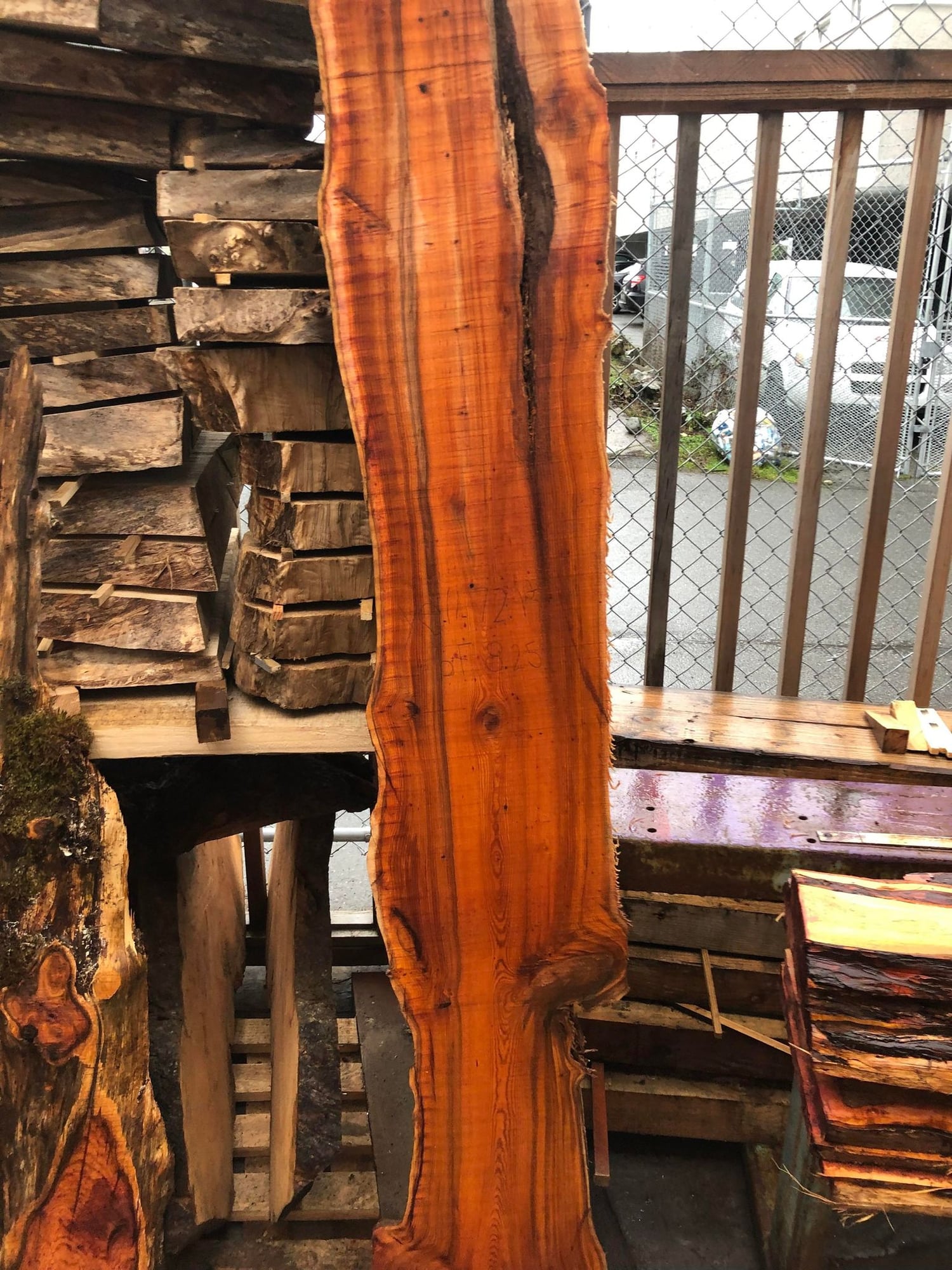 Pacific Yew